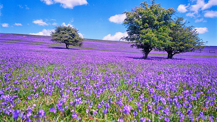 Bluebells, Dartmoor N.P., Devon, England, Spring/Summer, HD wallpaper