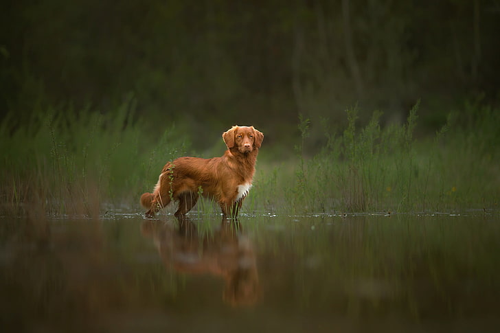 brown and white short coated dog, nature, water, animals, depth of field