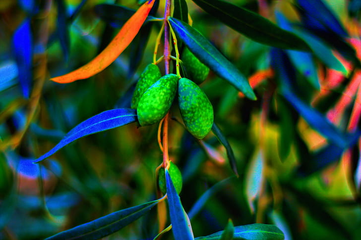Olives, Tree, Leaves, Branch, Close Up