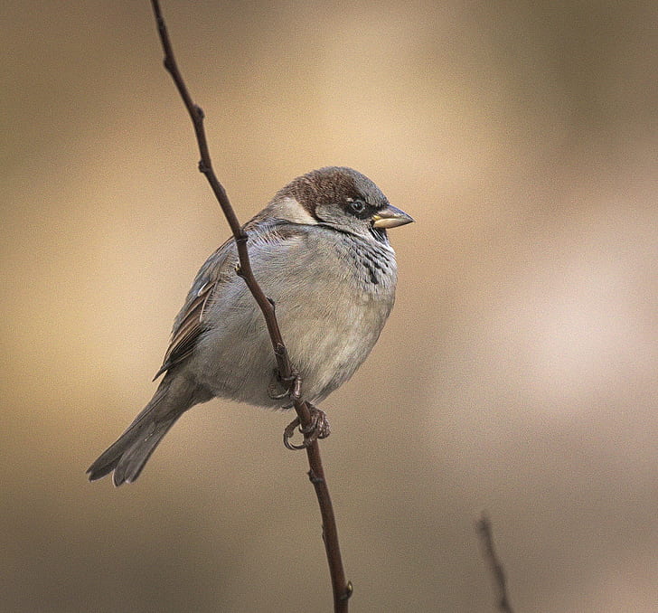 closeup photo of House Sparrow, sparrow  House, Wróbel, Passer domesticus, HD wallpaper