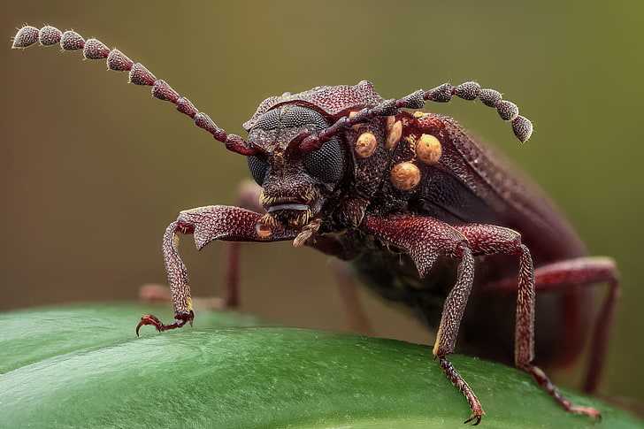 brown beetle, close-up photo of brown Longhorn beetle, nature, HD wallpaper