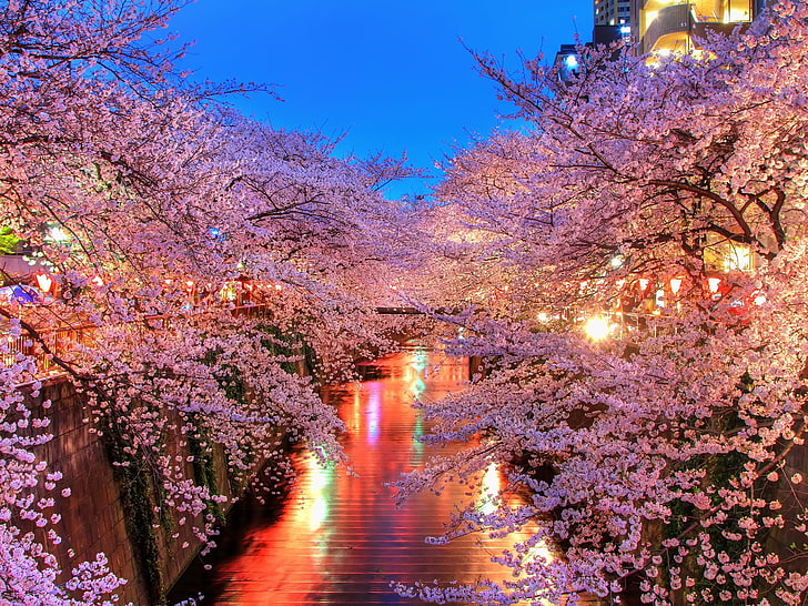 HD wallpaper: sakura trees, o-hanami, blossom, japan, night, pink Color, cherry  Blossom | Wallpaper Flare