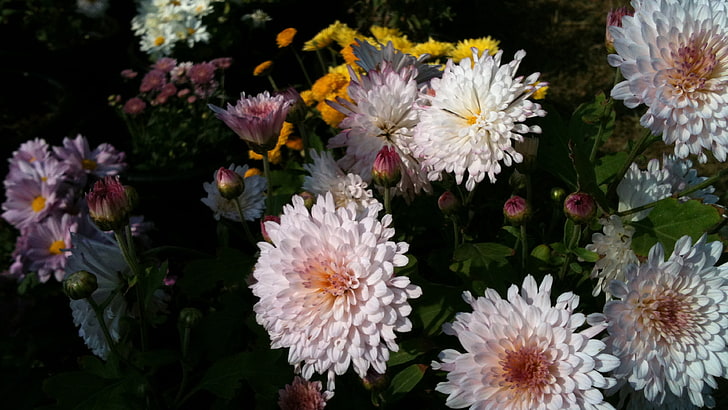 white daisy flowers, dynamic, white flowers, nature, plants, flowering plant