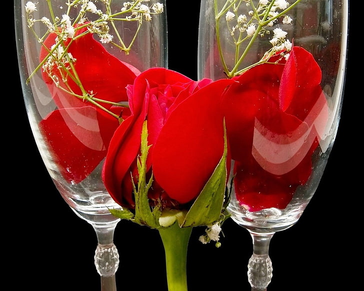HD wallpaper: red rose, roses, gypsophila, petals, stemware, background,  glass | Wallpaper Flare