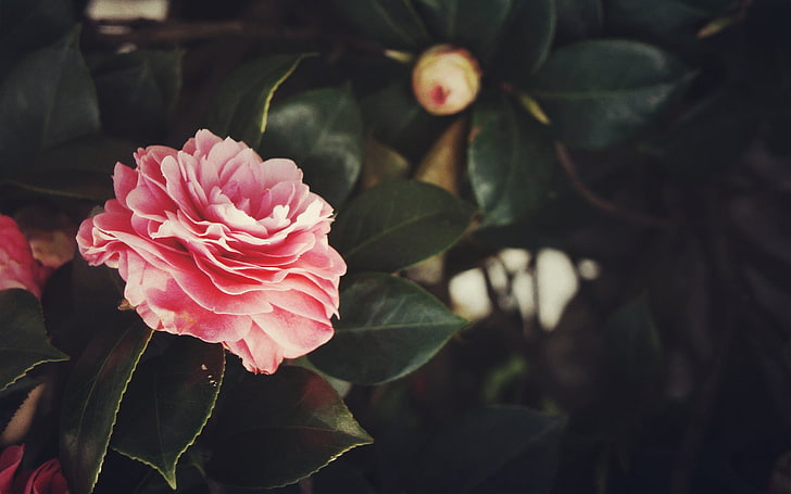 pink flower, flowers, plants, beauty in nature, freshness, petal, HD wallpaper