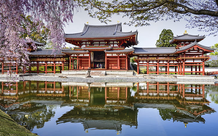 Byodo-In Temple, Japan, pond, reflection, spring, cherry, HD wallpaper